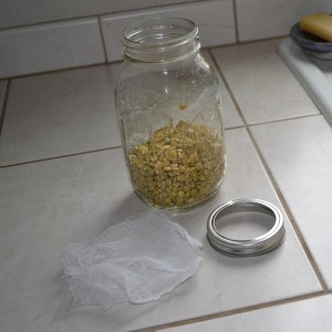 Following day place lentil sprouts in jar